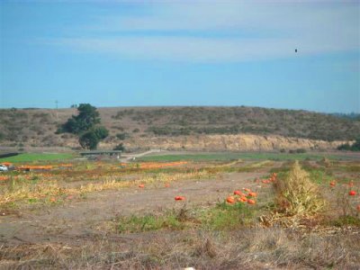 Pumpkin Field