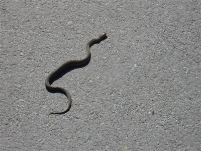 Snake