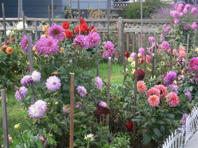 Dahlias in Santa Cruz Garden