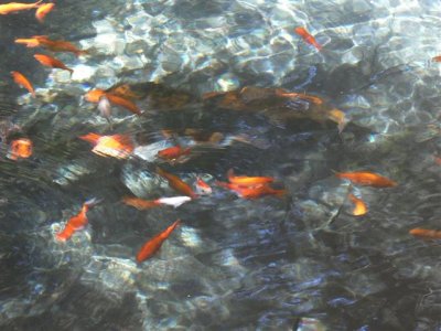 Goldfish Pond
