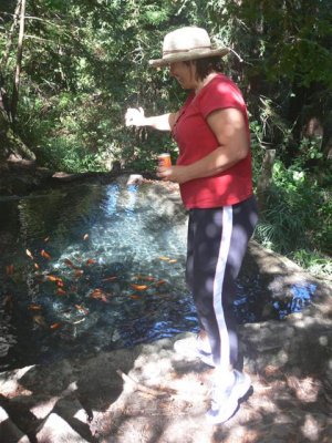 Cliffi Feeding Goldfish