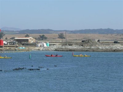 Kayaks and Otters at Moss Landing