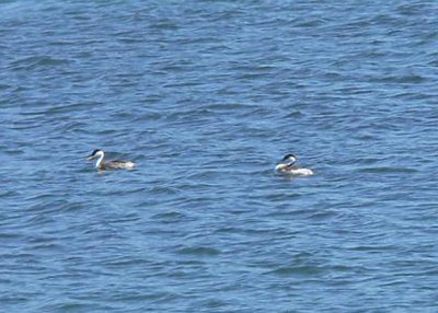 Western Grebes