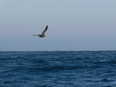 Black-footed Albatross