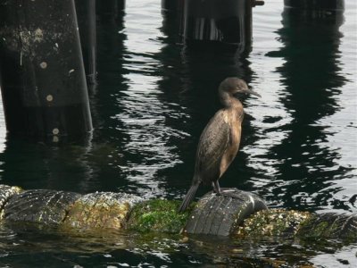 Brandt's Cormorant