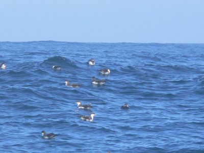 Buller's Shearwaters