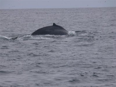 Humpback