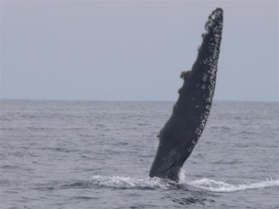 Humpback