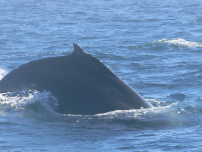 Humpback