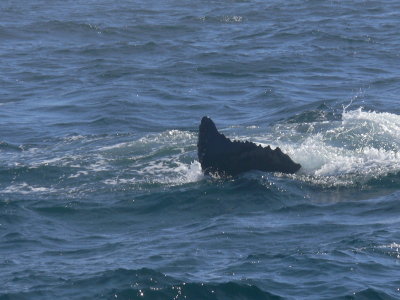 Humpback