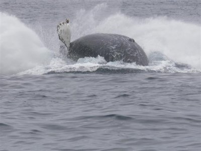 Humpback Splash