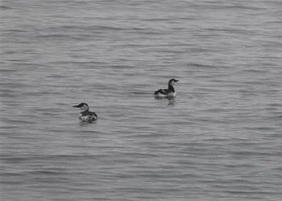 Common Murres