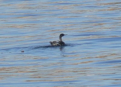 Pelagic Cormorant