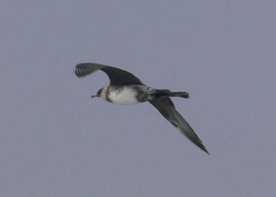 Pomarine Jaeger