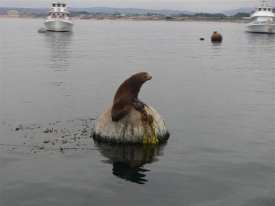 California Sea Lion