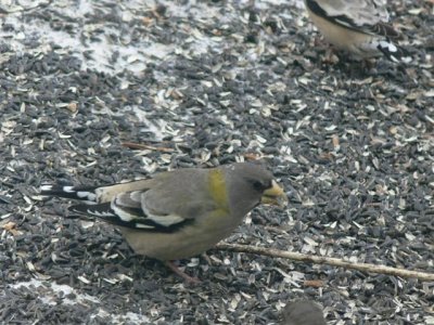 Evening Grosbeak Female