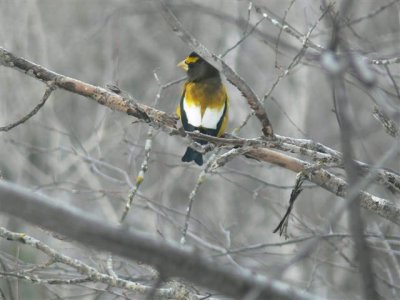 Evening Grosbeak