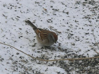 Tree Sparrow