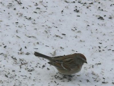 Tree Sparrow