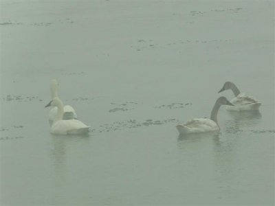 Swans