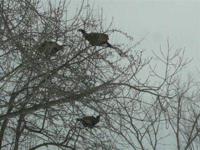 Three Turkeys in a Tree Eating Crabapples