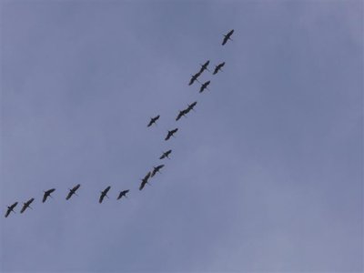 Sandhill Cranes overhead