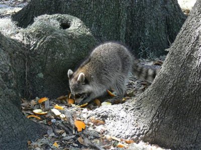 Raccoon cleaning up