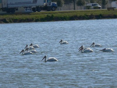 Pelicans in Celery Field pond
