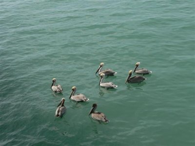 Pelicans from Fishing Pier