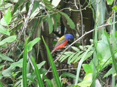 Painted Bunting at Corkscrew Sanctuary