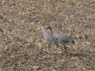 Two Sandhill Cranes