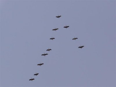 Cranes in Flight