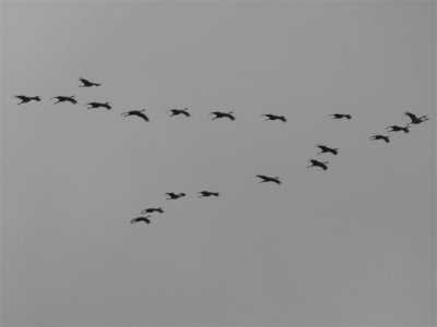 Cranes in Flight