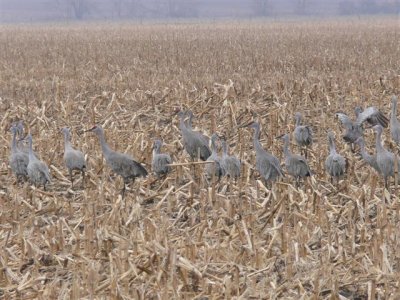 Cranes Out Feeding