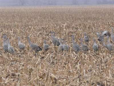 Cranes in a Cornfield