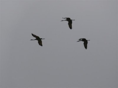 Three Cranes