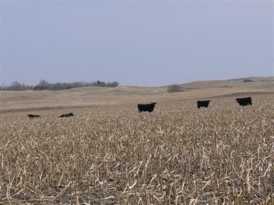 Cattle