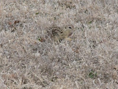 13-lined Ground Squirrel at Lunch Spot