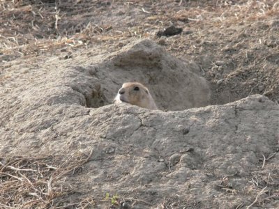 Prairie Dog