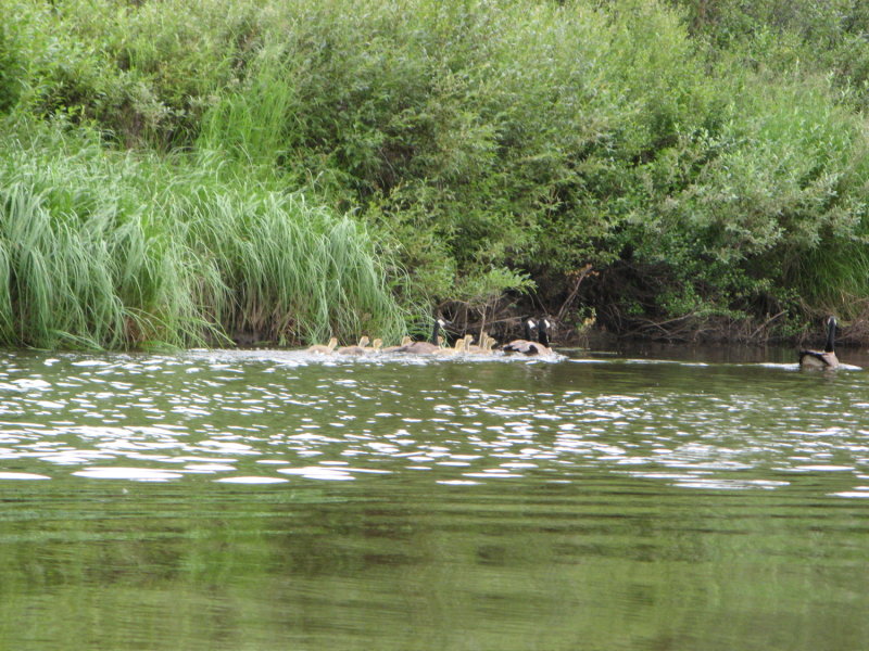 Canadian geese raise families in groups