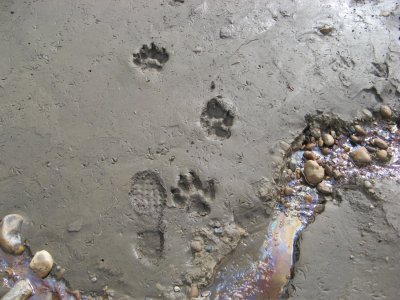 Wolf prints (saw many) and natural oil