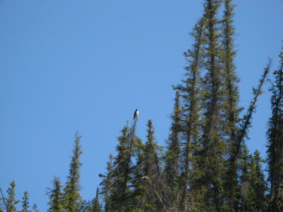 One of many peregrines