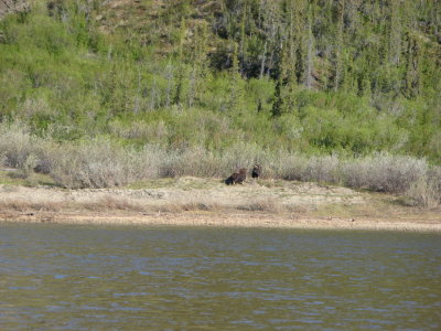 Muskoxen!  Arctic bison