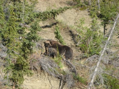 Muskox; beautiful coats