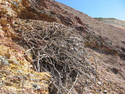 Old golden eagle nest in crags