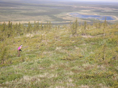 Stalking the male ptarmigan