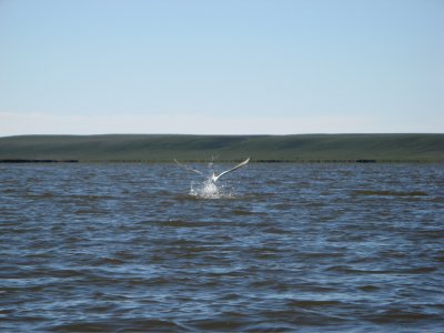 One of many tundra swans