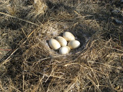 Canadian goose nest by Mud Camp