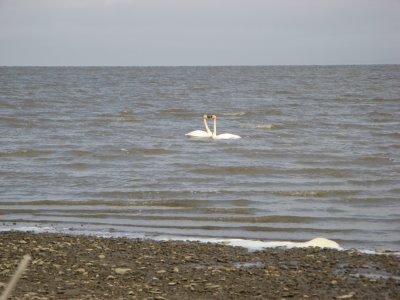 Tundra swans of which we saw many
