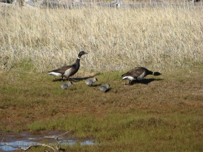 Brants geese; first chicks of year
